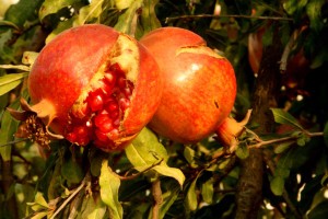 cooking in israel, pommegranate
